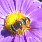 Syrphidae